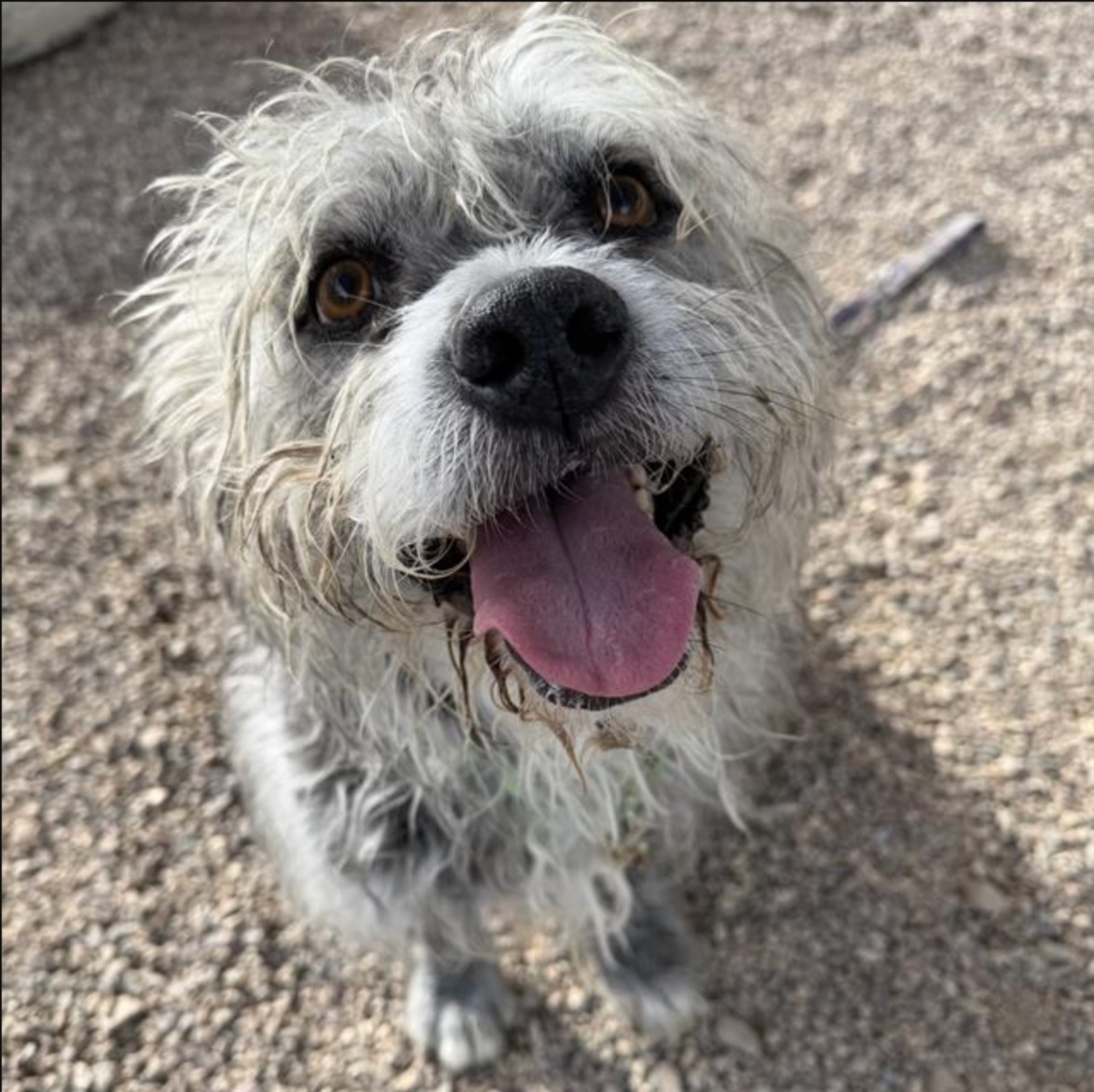 Extremely cute adoptable shelter puppy